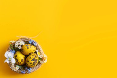 Paskalya düzlüğü. Yuvadaki paskalya yumurtaları ve sarı arka plandaki bahar çiçekleri, metin için yer. Paskalya modern asgari afiş. Sezon selamları. Model.