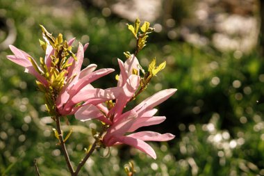Güneşli bahar bahçesinde çiçek açan manolya dalları. Homestead yaşam tarzı. Kentsel organik bahçede pembe manolya çiçekleri