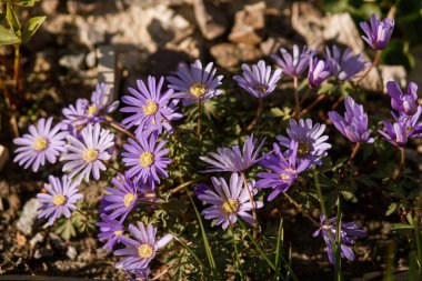 Güneşli bahçede güzel şakayık çiçekleri. Mor şakayık Blanda bahar çiçekleri şehir bahçesinde. Homestead yaşam tarzı