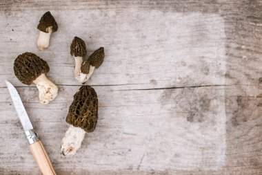 Morchella mantarları ve tahta zemin üzerinde bıçak düz yatıyordu. Gerçek moralleri toplamak, uzayı kopyalamak. Morchella esculenta, mantar lezzeti, lezzetli yenilebilir mantarlar.