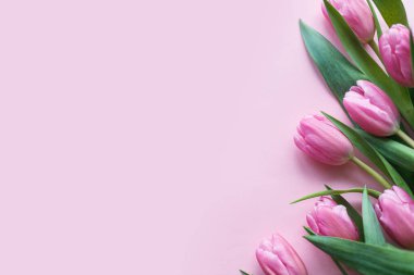 Pembe laleler pembe arkaplanda düz bir sınır çiziyor, mesaj için boşluk. Bahar bayrağı, poster şablonu. Mutlu Anneler Günü ve Mutlu Kadınlar Günü