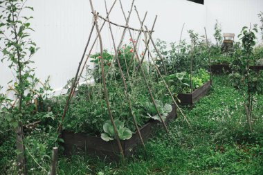 Şehir organik bahçesinde sebze ve yeşillik yetiştirilmiş bahçe yatakları. Homestead yaşam tarzı
