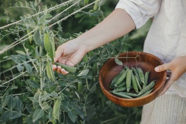 Bahçe yatağından ellerimle bezelye topluyorum. Homestead yaşam tarzı. Toplum bahçesindeki ahşap kasede sebze topluyorum.