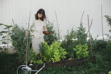 Bahçe yatağından ellerimle bezelye topluyorum. Homestead yaşam tarzı. Toplum bahçesindeki ahşap kasede sebze topluyorum.