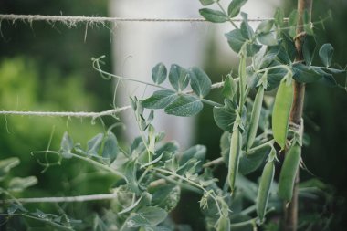 Bahçe yatağındaki çardakta bezelyeler birbirine yakın. Kentsel organik bahçede sebze ve sebze yetiştiriyorum. Homestead yaşam tarzı.
