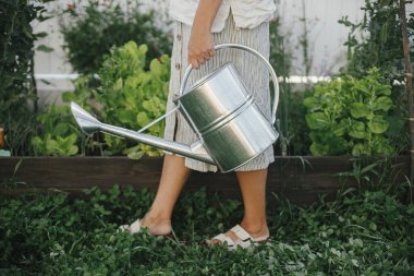 Sulama kabı olan bir kadın kaldırılmış bahçe yatağında yürüyor. Homestead yaşam tarzı. Kentsel organik bahçede yetiştirilen sebzeler