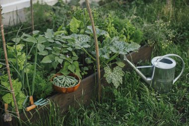 Homestead yaşam tarzı. Konserve sulama ve salata, pazı ve ahşap kasede bezelye ile yükseltilmiş bahçe yatağı. Kentsel organik bahçede sebze ve salata yetiştiriyorum.
