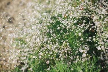 İngiliz kır evinde çiçek açan güzel bir çingene. Beyaz bebeğin nefesine yakın çiçekler. Çiçek duvar kağıdı. Çiftlik hayatı ve doğal bahçe.