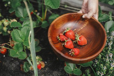 Bahçe yatağından organik çilek topluyorum. Homestead yaşam tarzı. Halk bahçesinden toplanan böğürtlenleri ahşap kasede topluyorlar.