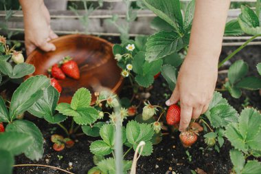 Bahçe yatağından organik çilek topluyorum. Homestead yaşam tarzı. Halk bahçesinden toplanan böğürtlenleri ahşap kasede topluyorlar.