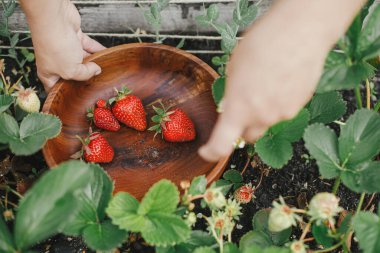 Bahçe yatağından organik çilek topluyorum. Homestead yaşam tarzı. Halk bahçesinden toplanan böğürtlenleri ahşap kasede topluyorlar.
