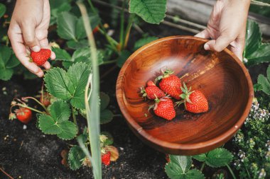 Bahçe yatağından çilek toplayan bir kadın. Kentsel organik bahçede taze böğürtlen topluyorum. Homestead yaşam tarzı