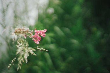 İngiliz kır evinde çiçek açan güzel bir azize. Pembe sainfoin çiçeğini kapat. Çiçek duvar kağıdı. Çiftlik hayatı ve doğal bahçe.