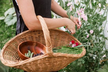 Tatlı bezelye çiçekleri toplayan ve hasır sepette sebze toplayan bir kadın. Homestead yaşam tarzı. Kentsel organik bahçede sebze ve çiçek yetiştiriyor.