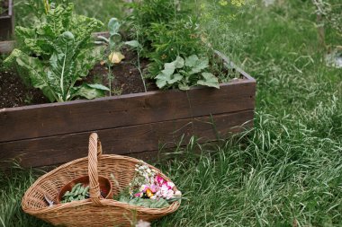 Sebzeler, pazı yaprakları, fasulye ve çiçekler hasır sepette kaldırılmış bahçe yatağının arka planında. Kentsel organik bahçede sebze ve sebze topluyorum. Homestead yaşam tarzı
