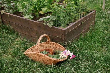Sebzeler, pazı yaprakları, fasulye ve çiçekler hasır sepette kaldırılmış bahçe yatağının arka planında. Kentsel organik bahçede sebze ve sebze topluyorum. Homestead yaşam tarzı