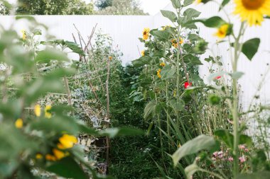 Homestead yaşam tarzı. Sebze, yeşillik ve çiçeklerle birlikte kentsel organik bahçede yetiştirilmiş bahçe yatakları. Vahşi toplum bahçesi