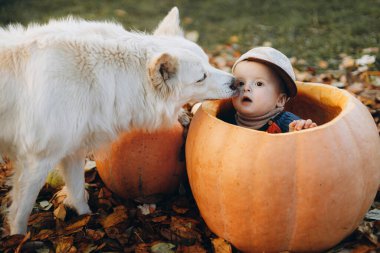 Tatlı köpek, sonbahar bahçesinde balkabağında tatlı erkek çocuğu yalıyor. Mutlu Şükran Günleri ve Mutlu Cadılar Bayramı. Sonbahar balkabakları ve yaprakları arasında tatlı küçük bir çocuk ve evcil hayvan