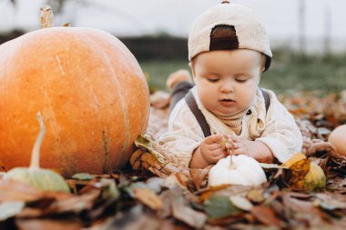 Koca bir balkabağı ve sonbahar yaprakları arasında parka oturan sevimli erkek bebek. Sıcak süveter içinde, balkabağı ve yapraklarla bahçeye düşen sevimli, mutlu küçük bir çocuk. Hasat ve Mutlu Şükran Günleri