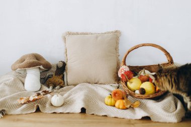 Şirin tekir kedi balkabaklarına, sonbahar yapraklarına ve rahat battaniyenin üzerindeki kırsal sepetteki çiçeklere bakıyor. Sonbahar hasadı. Evcil hayvan ve sonbahar tatili dekorasyonu. Şükran Günü ve Cadılar Bayramı.