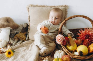 Balkabaklarıyla ve sonbahar hasadı sepetinde rahat bir battaniyeyle oturan sevimli bir bebek. Sonbahar sezonu, Şükran Gününüz ve Cadılar Bayramınız kutlu olsun. Süslü süveter içinde tatlı bir çocuk.