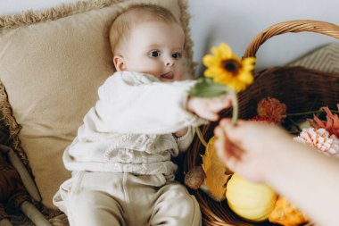 Süslü süveter giyen, çiçekli, balkabaklı, sade bir eşarp üzerine sade bir sepetin içine düşen mutlu bir erkek bebek. Mutlu Şükran Günleri ve Cadılar Bayramı. Komik duyguları olan sevimli bir bebek.