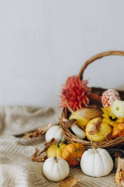 Balkabakları, sonbahar yaprakları, çiçekler ve sade battaniyenin üzerinde kırsal sepetin içinde hasat. Sonbahar sezonu. Mutlu Şükran Günleri ve Cadılar Bayramı. Evde sonbahar tatili süslemesi, kopyalama alanı