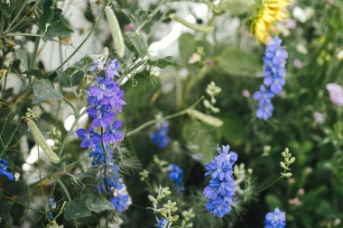 İngiliz kır evinde Delphinium çiçek açıyor. Mavi dezenyum çiçeklerini kapatın. Doğal bahçe. Çiçek duvar kağıdı