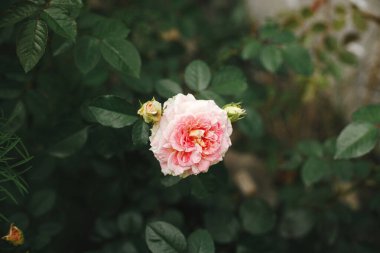 İngiliz kır evinde çiçek açan güzel bir gül. Pembe İngiliz gül çiçeğine yaklaş. Çiçek duvar kağıdı