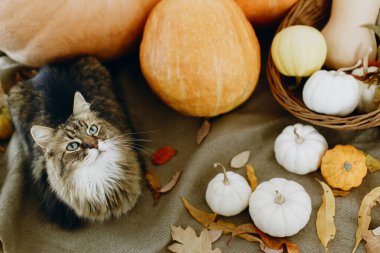 Şirin tekir kedi balkabaklarının başında oturuyor ve sonbahar yaprakları sıcak battaniyenin üzerinde. Sonbahar hasadı. Evcil hayvan ve sonbahar tatilleri. Mutlu Şükran Günü ve Cadılar Bayramı