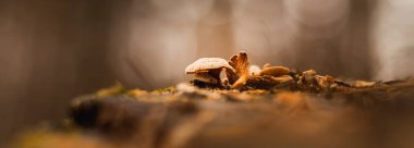 Ağaçta makro fotoğrafçılık mantarları