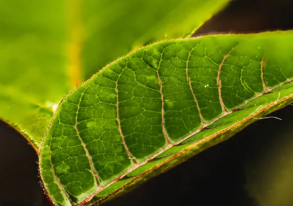 Макрофотография Листьев Зеленого Цветка Мягком Виде Резкости — стоковое фото
