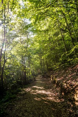 Türkiye 'de Yenipazar Gölü Sabah Doğal Güzelliği