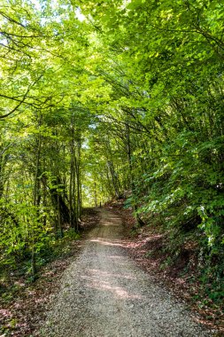 Türkiye 'de Yenipazar Gölü Sabah Doğal Güzelliği
