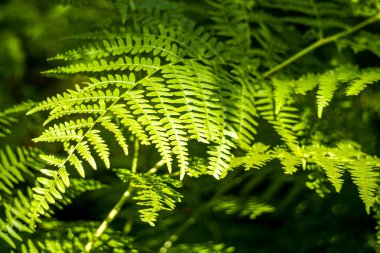 Türkiye 'de Yenipazar Gölü Sabah Doğal Güzelliği