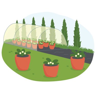 Bir kadın şehir bahçesinde sebze topluyor..