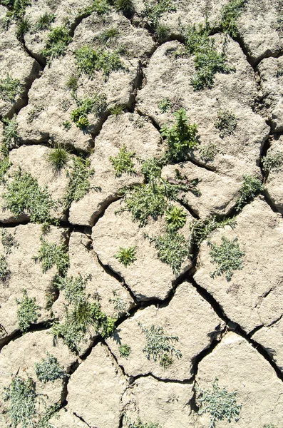Tierra Seca Agrietada Pantano Con Vegetacin Sequia Textura — Stock Fotó