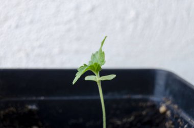 A small cannabis plant in the growth stage planted in a pot in the sun, a white background, cultivation exceptions in indoor marijuana for medical purposes clipart