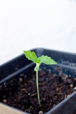 Büyüme evresinde küçük bir kenevir bitkisi güneşte bir tencereye yerleştirildi, beyaz bir arka plan, tıbbi amaçlar için kapalı marihuanada tarım istisnaları