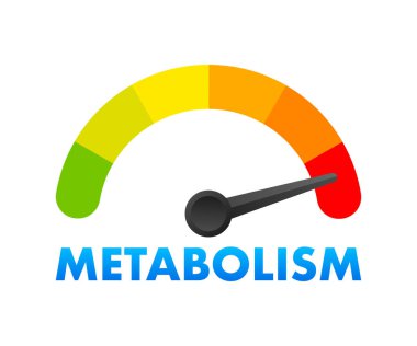 Metabolizma Seviye Ölçer, Ölçüm Ölçeği. Metabolizma düzeyi hız göstergesi. Vektör illüstrasyonu