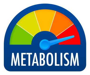 Metabolizma seviyesi ölçeği. Takometre, hız göstergesi, göstergeleri imzalayın