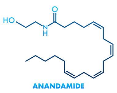 Anandamide konsepti kimyasal formül simgesi, yazı tipi illüstrasyonu.