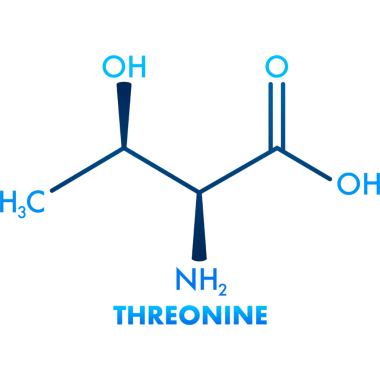 Threonine bir amino asittir. Beyaz arkaplanda düz resimleme.