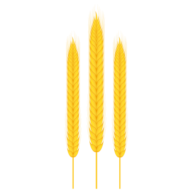 Beyaz arka planda izole edilmiş gerçek buğday, yulaf ya da arpa sürüsü. hisse illüstrasyonu