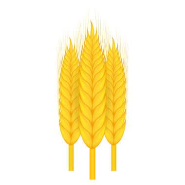 Beyaz arka planda izole edilmiş gerçek buğday, yulaf ya da arpa sürüsü. hisse illüstrasyonu