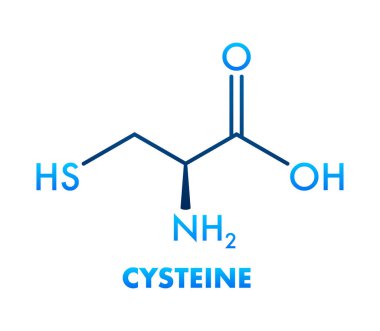 Sistemin iskelet formülü, bir amino asit ve proteojenik yapı taşı, atomları ve bağları gösteriyor.