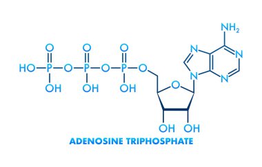 ATP 'nin iskelet formülü, Adenozin Trifosfat, çoğu hücresel süreç için ana enerji kaynağı.