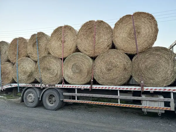 Karavan saman balyalarıyla dolu. Otçullar için yiyecek.
