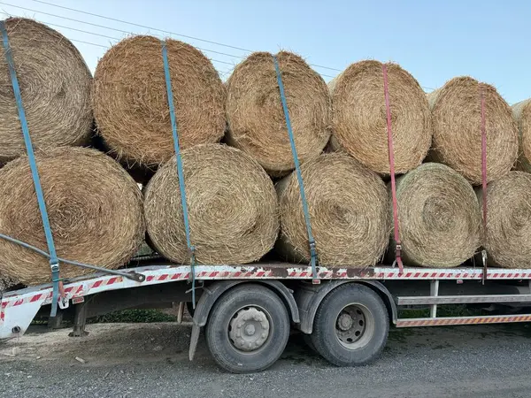 Karavan saman balyalarıyla dolu. Otçullar için yiyecek.