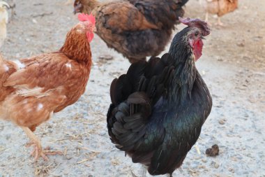 Tavuk çiftliği, kümes hayvanları, avluda yürüyen kuşlar. Serbest kuş sürüsü.